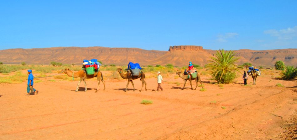 trekking-camel